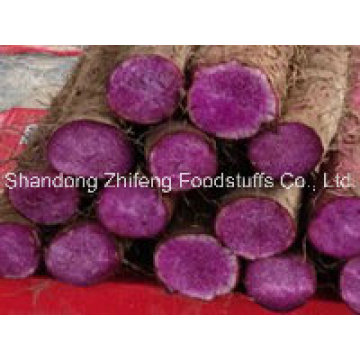 2016 Alimentos Orgânicos Fresh Yam Roxo